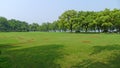 Summer trees with grassland