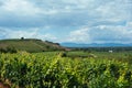 Summer trip by bike in the Kaiserstuhl in the Black Forest Royalty Free Stock Photo