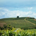 Summer trip by bike in the Kaiserstuhl vineyards in the Black Forest Royalty Free Stock Photo