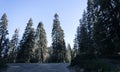 Crossroads of forest roads. Road to Kings Canyon and Sequoia National Park, California, USA