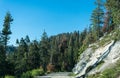 Coniferous forest and rocks. Forest Road in Kings Canyon and Sequoia National Park, California, USA Royalty Free Stock Photo