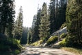 Forest Road in Kings Canyon and Sequoia National Park, California, USA Royalty Free Stock Photo