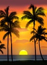 Summer tropical beach background with palms, sky sunrise and sunset. Summer party placard poster flyer invitation card