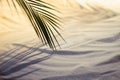 Summer tropical evening on beach with white sand, shadow and palm leaf in warm gold sunlight of sunset, copy space. Sea vacation.