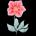 Summer tropical flat flower. Floral botanical flower isolated on black background. Hand drawn vector illustration. Botanical