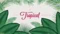 Summer tropical foliage calathea ornata leaves, vector background