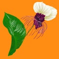 Summer tropical forest bat flower isolated on orange background for fashoin fabric ,wallpaper book , card vector