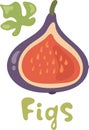 Summer tropical fruits for healthy lifestyle. Fig, purple half fruit. Vector illustration cartoon flat icon isolated on