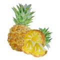 Summer tropical fruits. Watercolor drawing. Big ripe whole pineapple, half and slices Royalty Free Stock Photo