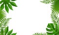 Summer Tropical Leaves Frame Isolated White Background Royalty Free Stock Photo