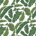 Summer tropical palm leaf paradise pattern. Exotic forest foliage abstract decoration. Trendy 2017 banana botanical