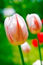 Summer tulips