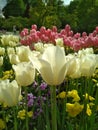 Summer tulips in Munich