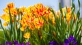 Summer Tulips yellow red with green stalks