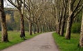 Summer tunnel of trees