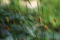 Summer typha on a fuzzy green background