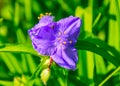 Blue tradescantia close-up in the garden.