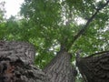 Upshot Triple Oak Tree in Summer Royalty Free Stock Photo