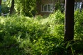 Summer urban landscape. Greenery of the urban courtyard with unpretentious plants as an example of guerrilla gardening.