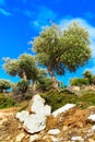 Olive trees, blue cloudy sky, Greece Royalty Free Stock Photo