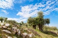 Summer vacation background with greek island Thassos, olive trees, blue cloudy sky, Greece Royalty Free Stock Photo