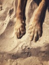 The legs and paws of a pet dog surrounded by sand on a sandy beach