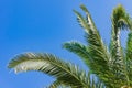Summer vacation concept background. Green branches of palm trees against blue sky, copy space for your text Royalty Free Stock Photo