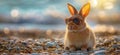 Summer vacation concept. A cool looking rabbit enjoying sun on the beach wearing sunglasses Royalty Free Stock Photo