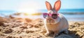 Summer vacation concept. A cool looking rabbit enjoying sun on the beach wearing sunglasses Royalty Free Stock Photo