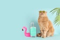Summer vacation creative concept. Funny cat wearing sunglasses is sitting next to a blue suitcase and flamingo rubber ring. Ready