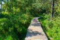 Summer vacation destination in Europe, green Kempen forest and meadows in North Brabant, Netherlands in sunny day