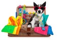 Summer vacation dog in bag full of holiday items Royalty Free Stock Photo