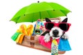 Summer vacation dog in bag full of holiday items Royalty Free Stock Photo