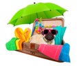 Summer vacation dog in bag full of holiday items Royalty Free Stock Photo