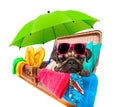 Summer vacation dog in bag full of holiday items Royalty Free Stock Photo