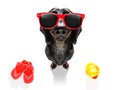 Summer vacation dog Royalty Free Stock Photo