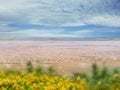 sea water blue sky white clouds summer nature yellow flowers green grass  background holiday vacation. Royalty Free Stock Photo