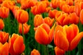 Summer vacation in the Netherlands: huge fields with gorgeous tulips in all colors - red, yellow, patterned and much more.