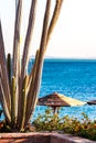 Summer vacation scene with cactus against sea