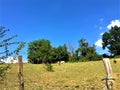 Countryside, free cows, blue sky and sane environment