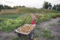 In summer, in the garden, a boy in a wheelbarrow carries a potat Royalty Free Stock Photo