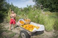 Harvest of tomatoes.In summer, in the garden, a boy in a wheelba