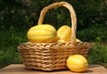 Fresh Summer Vegetable Harvest - Ginkaku Korean Melons Royalty Free Stock Photo