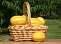 Fresh Summer Vegetable Harvest - Ginkaku Korean Melons Royalty Free Stock Photo