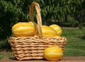 Fresh Summer Vegetable Harvest - Ginkaku Korean Melons Royalty Free Stock Photo