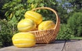 Fresh Summer Vegetable Harvest - Ginkaku Korean Melons