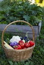 Summer vegetables in basket on a grass in garden Royalty Free Stock Photo