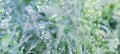 Summer vegetation, herbs. Clear, light and transparent atmosphere of a warm day