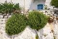 Summer vegetation on the wall of Greek house