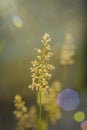 Summer vibes grass with flare and beautiful bluur background